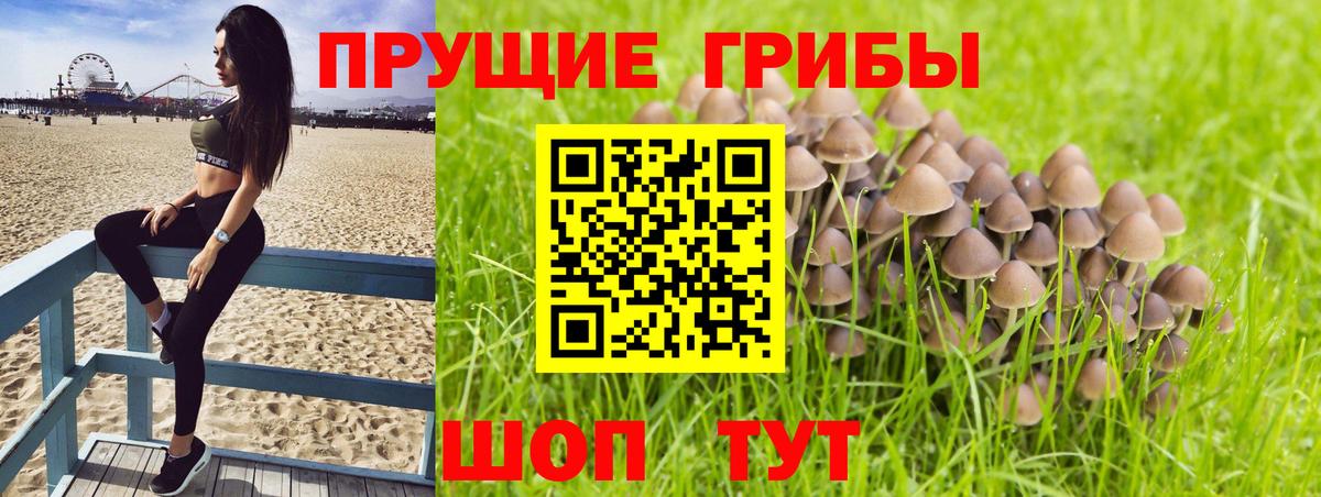 Галлюциногенные грибы мицелий Чайковский